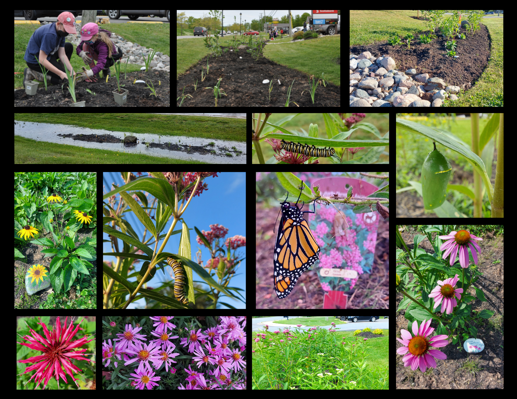 Build Your Own Rain Garden